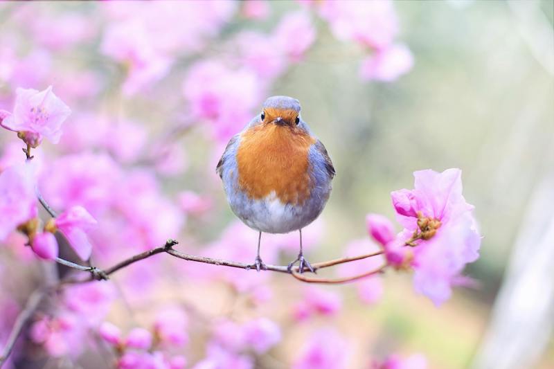 robin on branch with pink blossom