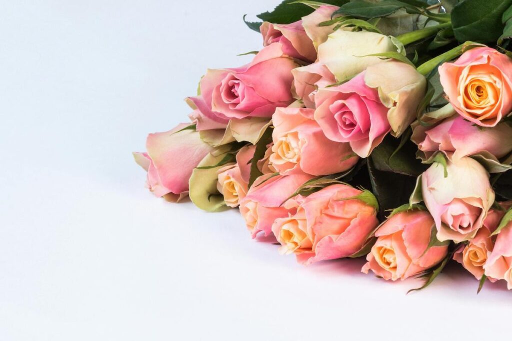 bouquet of pink and white roses laid down