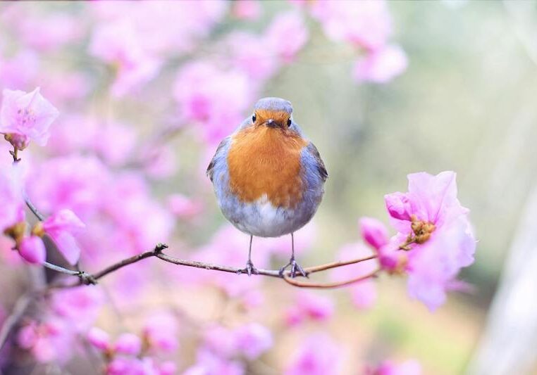 robin on branch with pink blossom